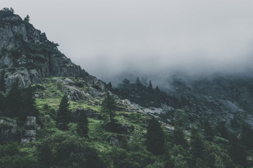 Green Leafed Trees During Fog Time 167684 1024x682